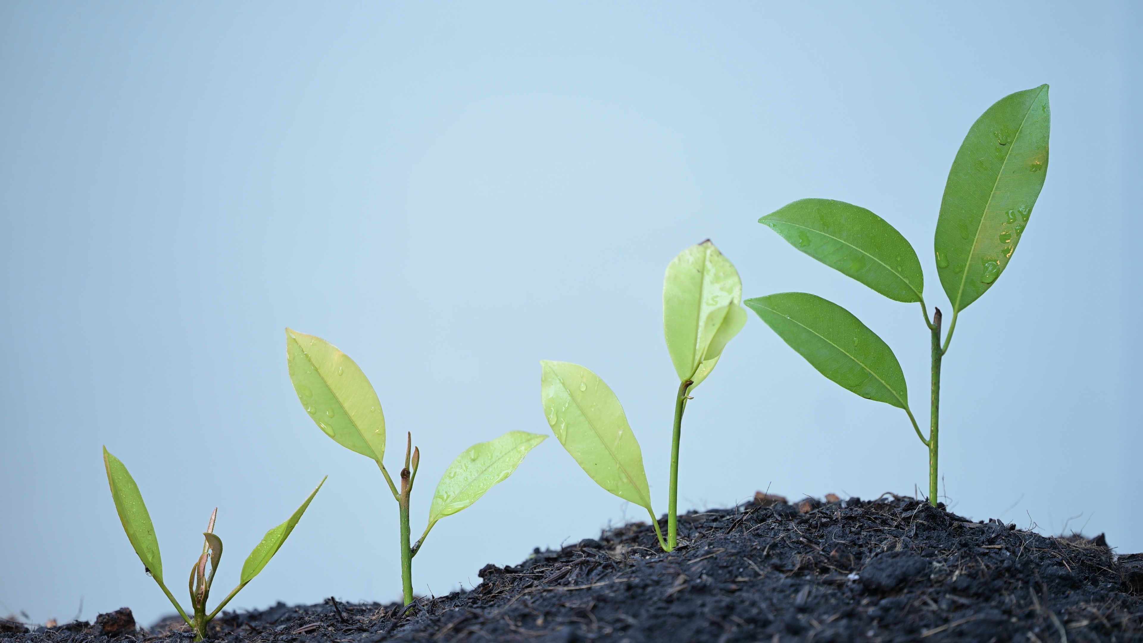 Risk Management Consulting